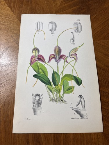 Masdevallia orchidea - masdevallia,