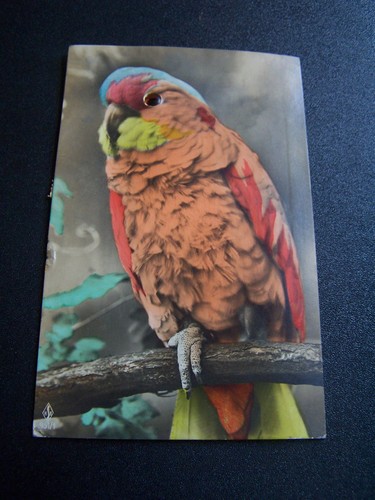 Glass eyed parrot exotic - eyed,