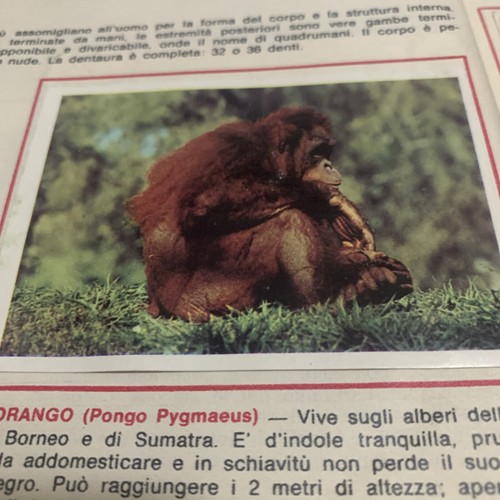 Figurina animali ed - figurina,