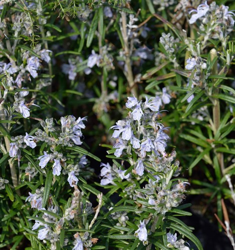 Rosmarino albiflorus - albiflorus,