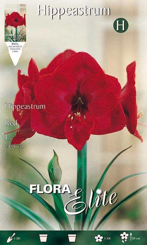 Amaryllis hippeastrum rosso - hippeastrum,