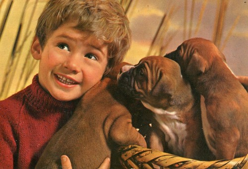 Cartolina cuccioli bulldog - cartolina, di