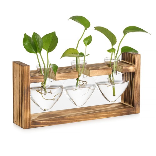 Glasseam terrario piante - glasseam,