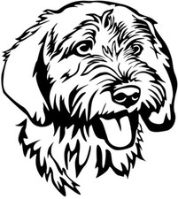 Adesivo BASSET FAUVE DE