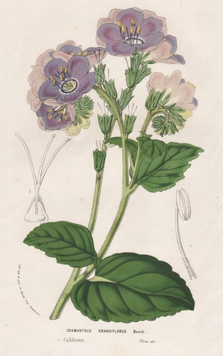 Cosmanthus grandiflorus - cosmanthus,
