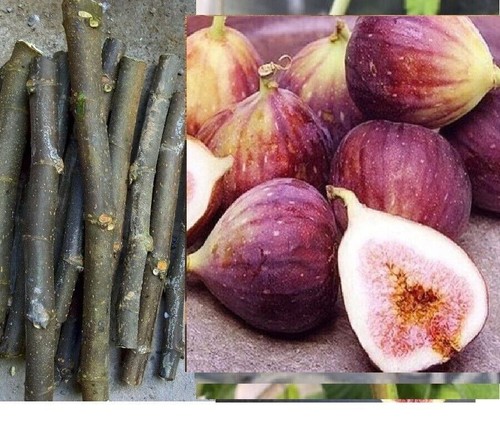 Tagli fico nero caralheto - tagli,