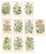 Stampe antiche FIORI