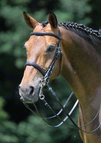 Briglia dressage per - da, morso