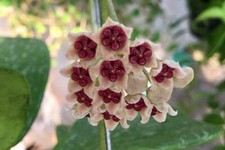 Hoya kerrii splash, rara Hoya