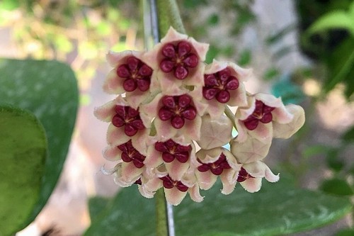 Hoya kerrii splash rare - kerrii, splash,