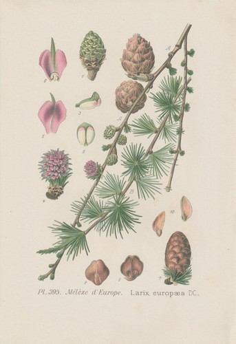 Europea larice - europea,
