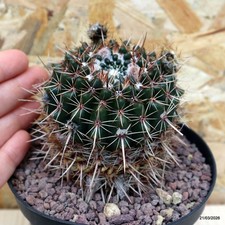 Notocactus submammulosus Vaso