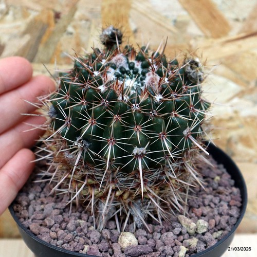 Notocactus submammulosus vaso - notocactus,