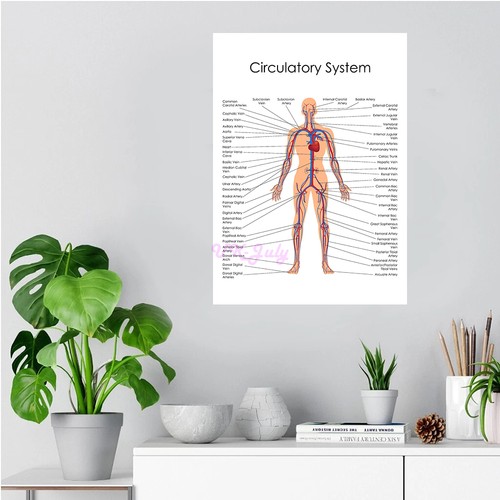 Poster anatomico senza cornice