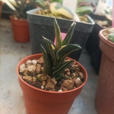 Haworthia Viscosa
