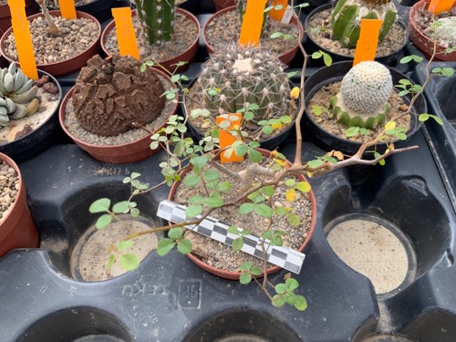 238 commiphora sinuata wysiwyg - commiphora,