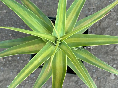 Agave bracteosa yellow - agave, center