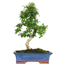 Bonsai Carmona - Bonsai Tè del Fukien Tè Coreano - Piante Vere da Interni