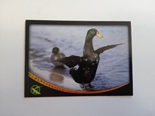 FIGURINA ANIMAL CHAMPIONS