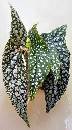 Begonie begonia ghiaccio - begonie,