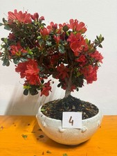 Bonsai Di Azalea Fiore Rosso