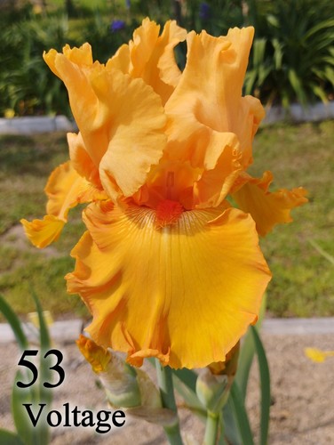 Rizoma iris germanica - rizoma,