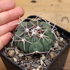 Echinocactus horizonthalonius