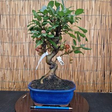 Bonsai di Melo h 47cm Visita