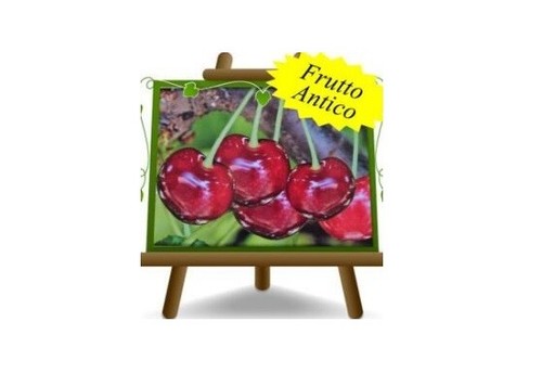 Ciliegio dolce ravenna tardiva - ciliegio,
