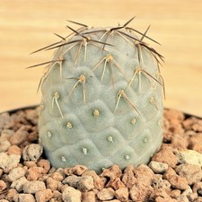 Tephrocactus alexanderi var