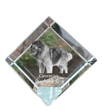 Cane da pastore del Caucaso