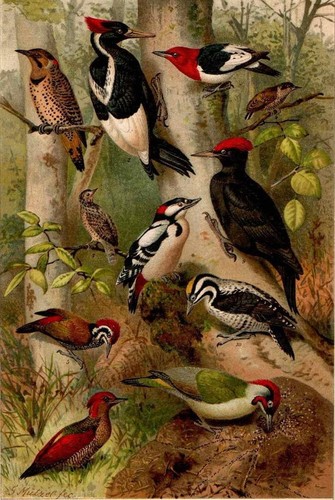 1898 antica cromolitografia - antica,
