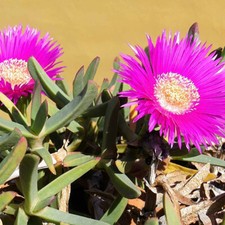 Carpobrotus acinaciform fico