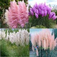 200 Semi Cortaderia Selloana