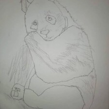 Disegno Panda schizzo. Disegno