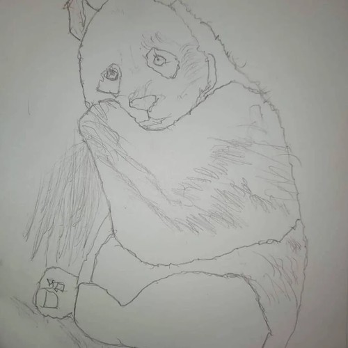 Disegno panda schizzo - disegno, schizzo.