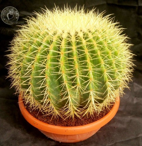 Echinocactus grusonii ø31 - echinocactus,