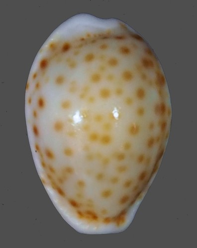 Cypraea ostergaardi rare - ostergaardi,
