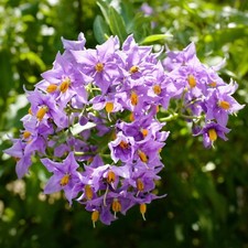 Albero patate cileno viola - patate,