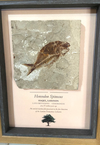 Autentico fossile pesce - fossile,