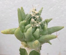 Mammillaria magnimamma monster form