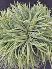 Tillandsia ionantha red - tillandsia, cv.