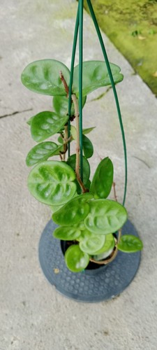 Pianta rara hoya carnosa - pianta,