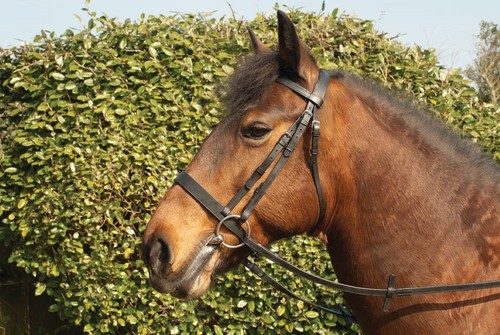 Windsor briglia snaffle - windsor, a