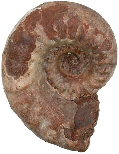 Perm parariphaeoceras - perm,