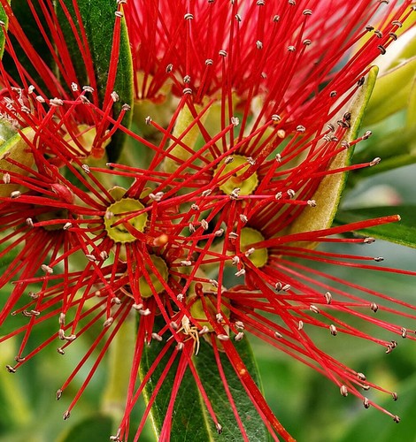 Metrosideros umbellata seeds - metrosideros,