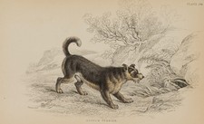 LIZARS (*1788) di STEWART