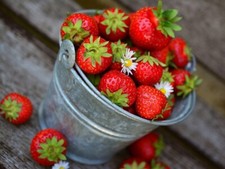 FRAGOLA PRECOCE ALBA -