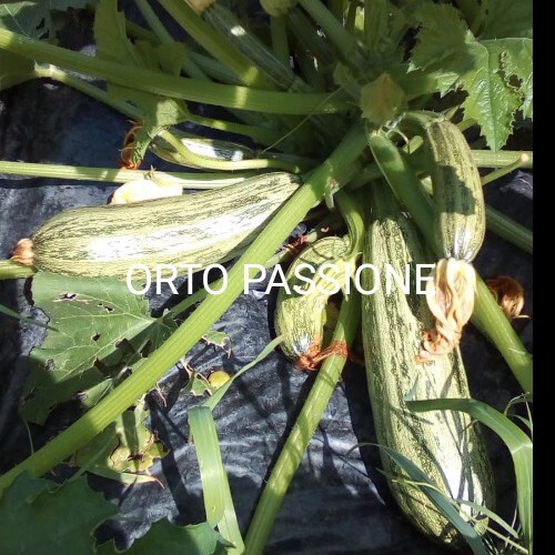 Semi zucchina striata - zucchina,