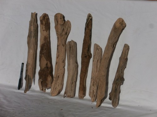 Legno mare tronco radice - mare,